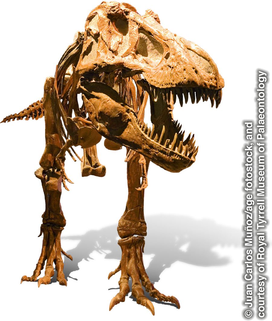 Îskeletê tyrannosaurus rex