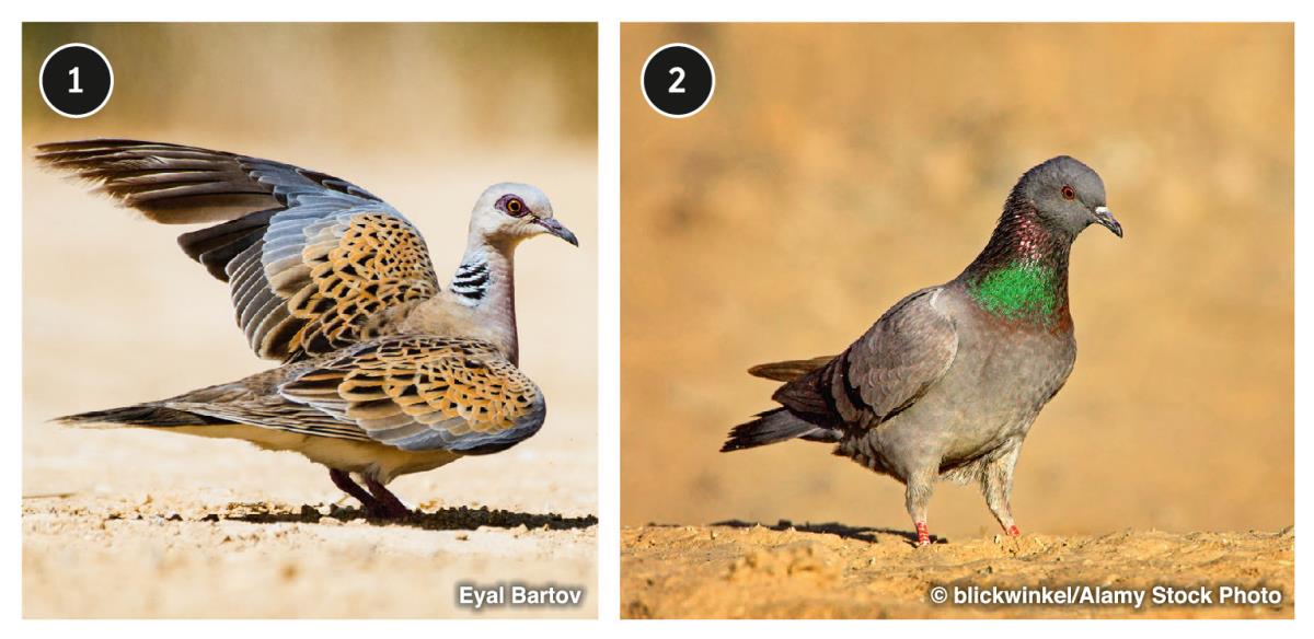산비둘기와 집비둘기