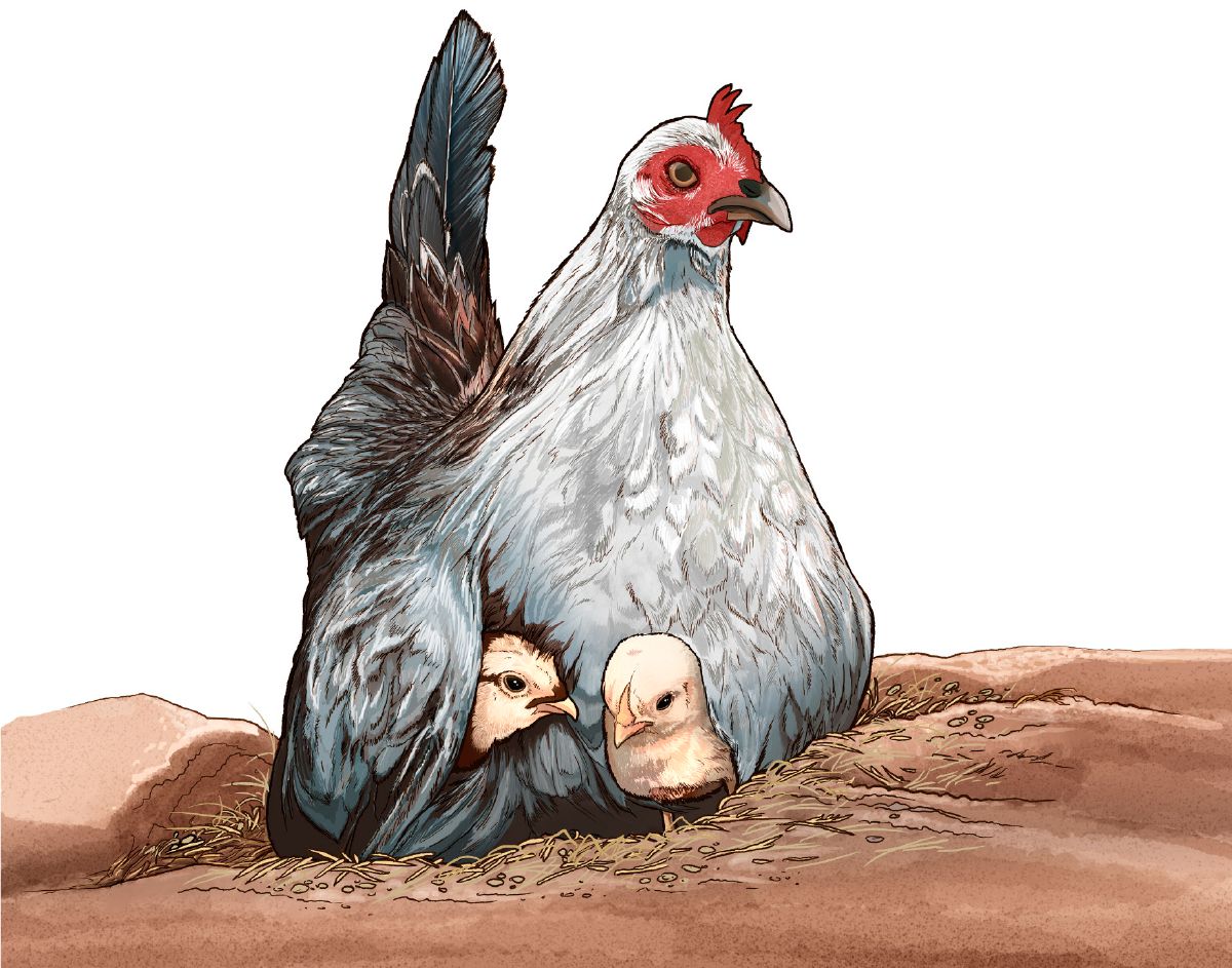 병아리를 모으는 암탉