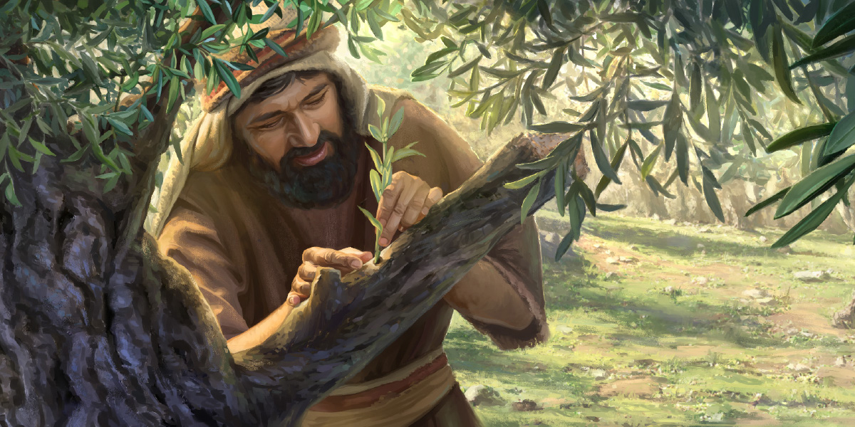 재배되는 올리브나무에 야생 올리브나무 가지를 접붙이다