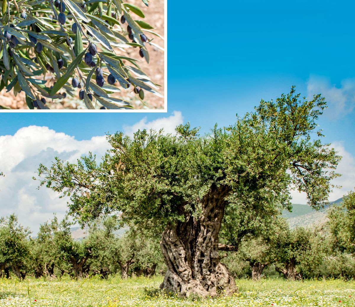 올리브나무