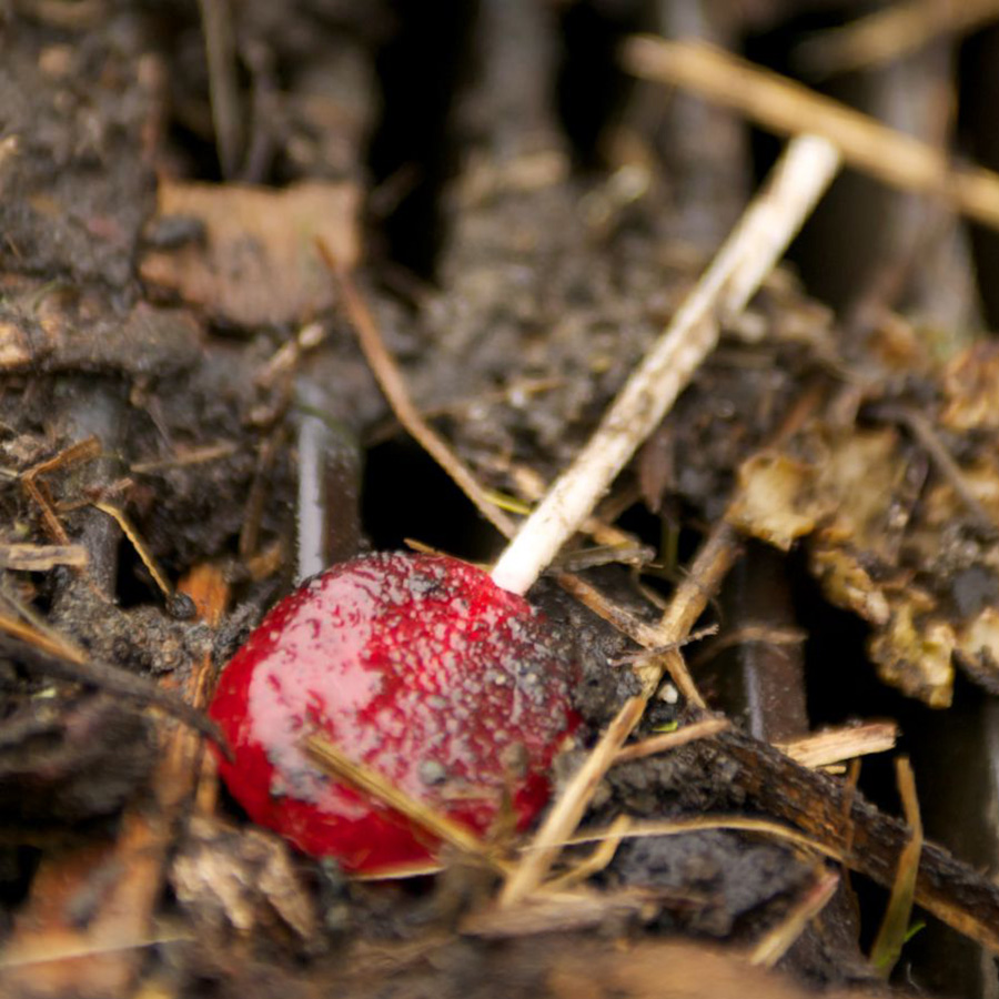 Bɔŋɔŋndo lɛŋ naa wɔɔŋnda