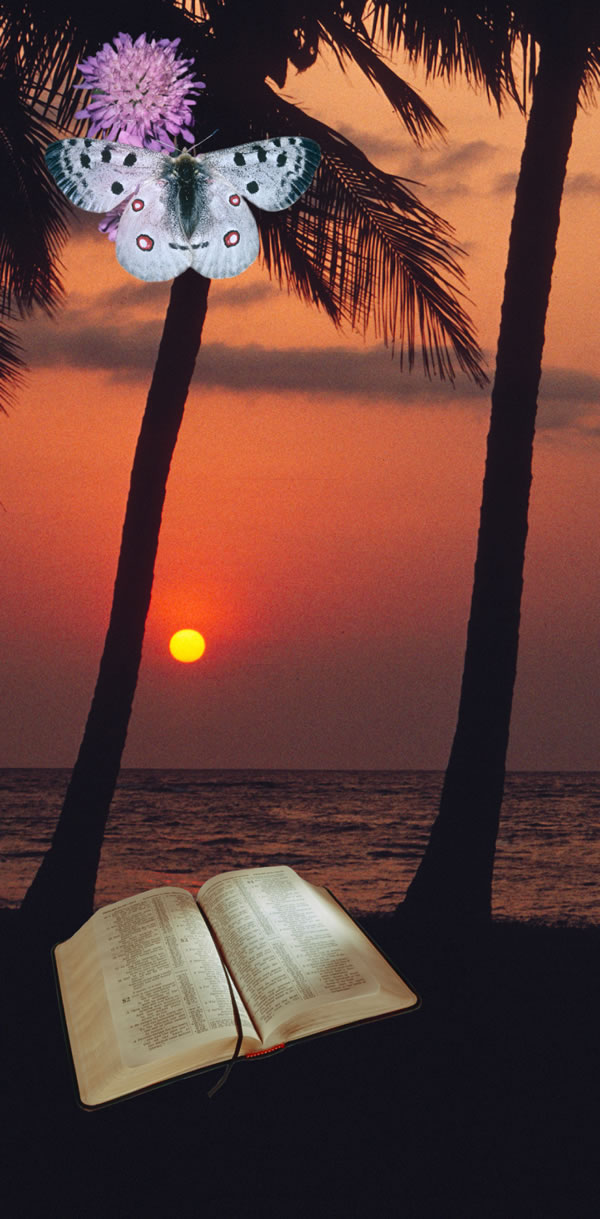 Collage: Some ways that Jehovah reveals himself. 1. A flower and a butterfly. 2. Sunset on a tropical beach. 3. An open Bible.