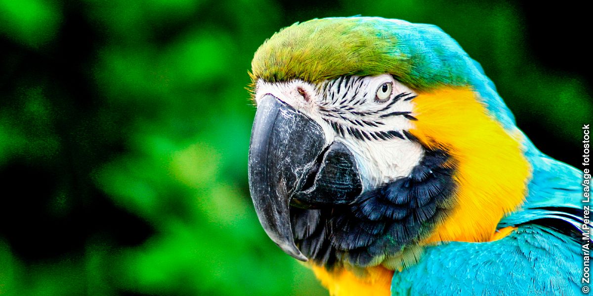 Macaw eya bbulu ne kyenvu