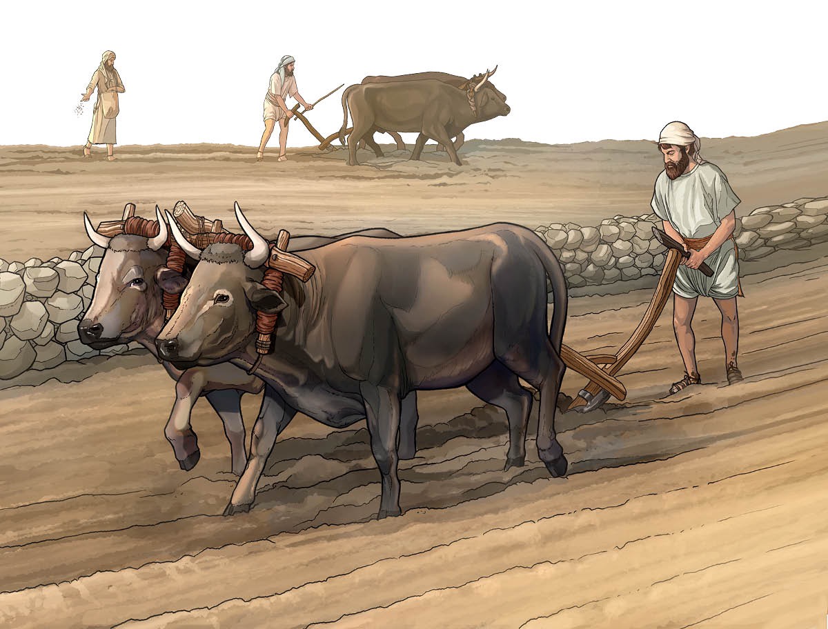 Omusajja alimisa ente era takkiriza kuwugulwa biri mabega