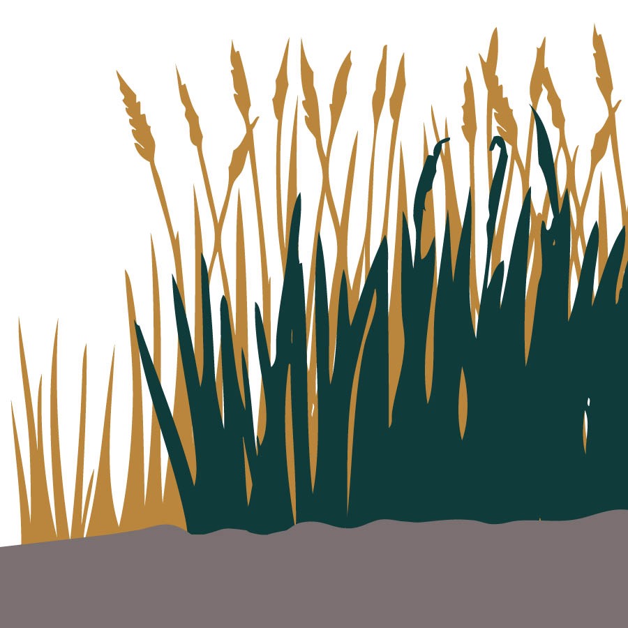 Eŋŋaano n’omuddo bikulira wamu