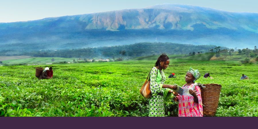 Mumanyishi uyisha mamu mu budimi bua tshiayi mu Cameroun