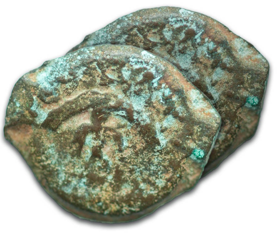 Lepitona ibidi