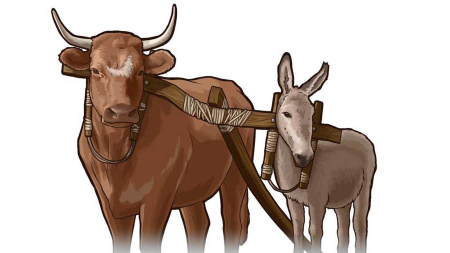 Ngombe ne mpunda misuike ku tshikokedi tshimue. Tshikokedi tshisendame bualu nyama nya bujitu bushilangane.