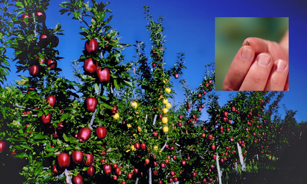 Puodho moting’o apple mochiek. Picha matin ma nyiso kodhi mar apple moting’ e lith lwedo.