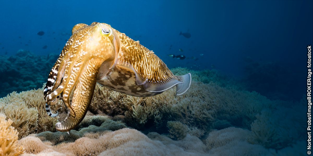 A cuttlefish