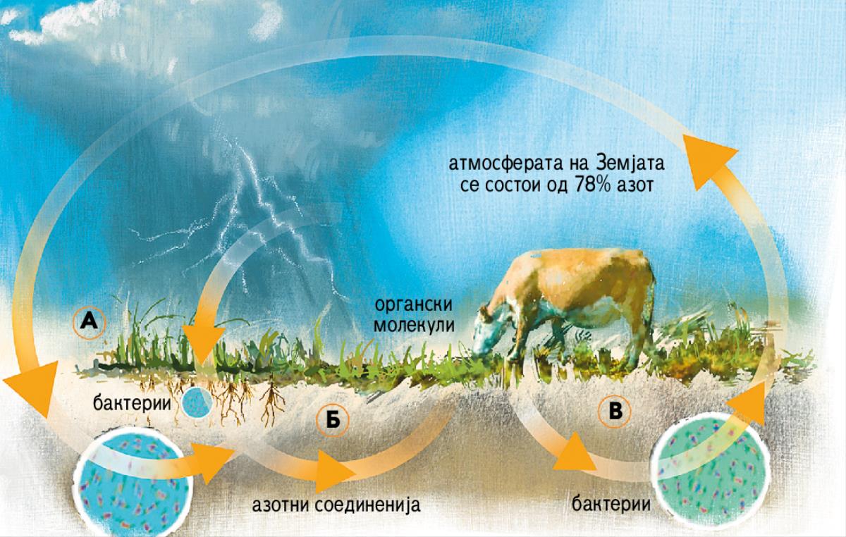 Азотен циклус