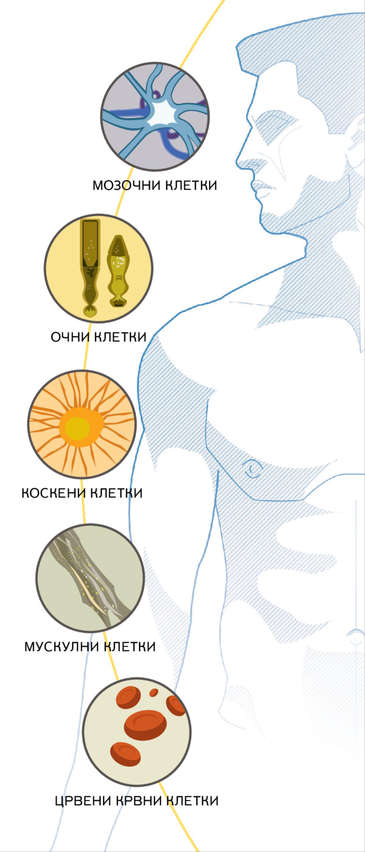 Мозочна клетка, очни клетки, коскена клетка, мускулни клетки и црвени крвни зрнца