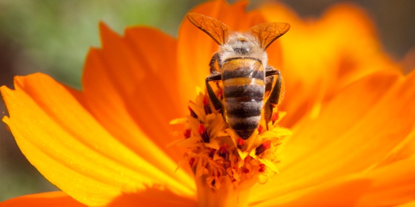 [စာမျက်နှာ ၆ ပါ ရုပ်ပုံ]