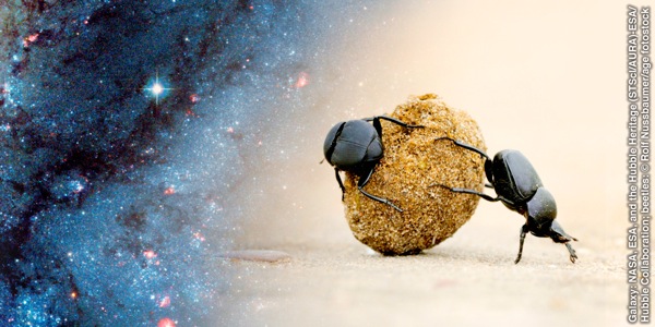 ချေးပိုးထိုးနှစ်ကောင် မစင်လုံးကို လှိမ့်ယူနေ