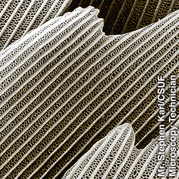 ပျားလပို့ပုံ အကြေးခွံရှိတဲ့ လိပ်ပြာတောင်ပံ