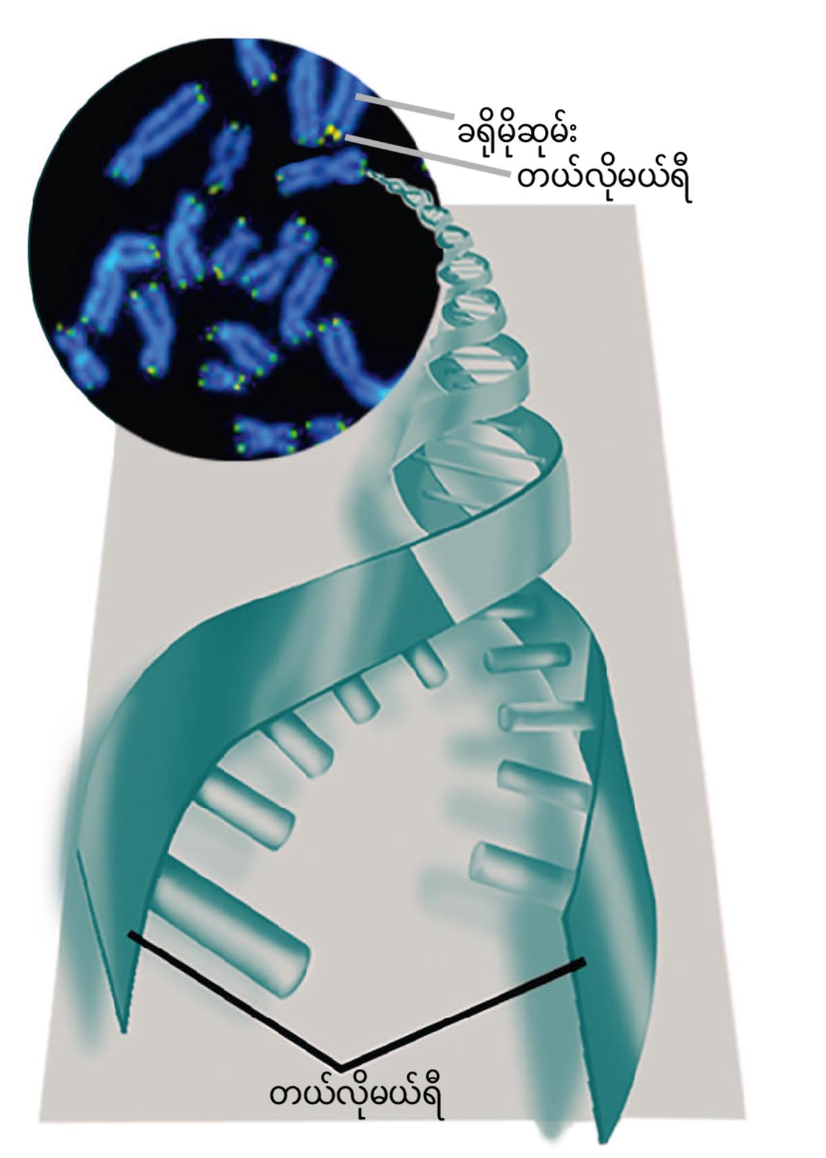 တယ်လိုမယ်ရီနဲ့ ခရိုမိုဆုမ်း