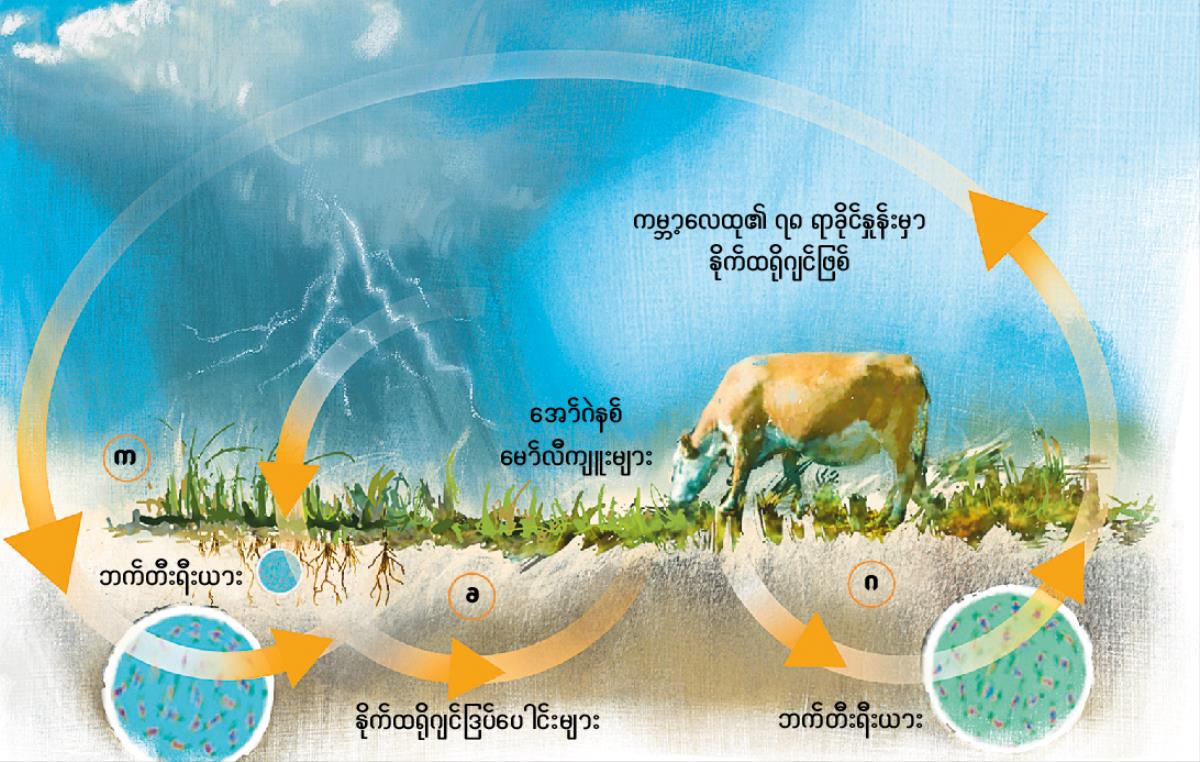 နိုက်ထရိုဂျင် သံသရာ