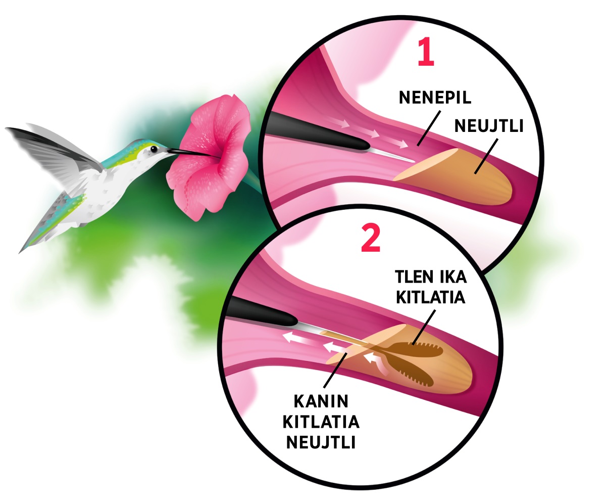 Se uitsiki kitlatijtok neujtli tlen kipia xochitl. Itech dibujos motaj: 1. Inenepil kalaktok kanin kajki neujtli. 2. Inenepil tlen moxelojtok kitlatijtok neujtli.