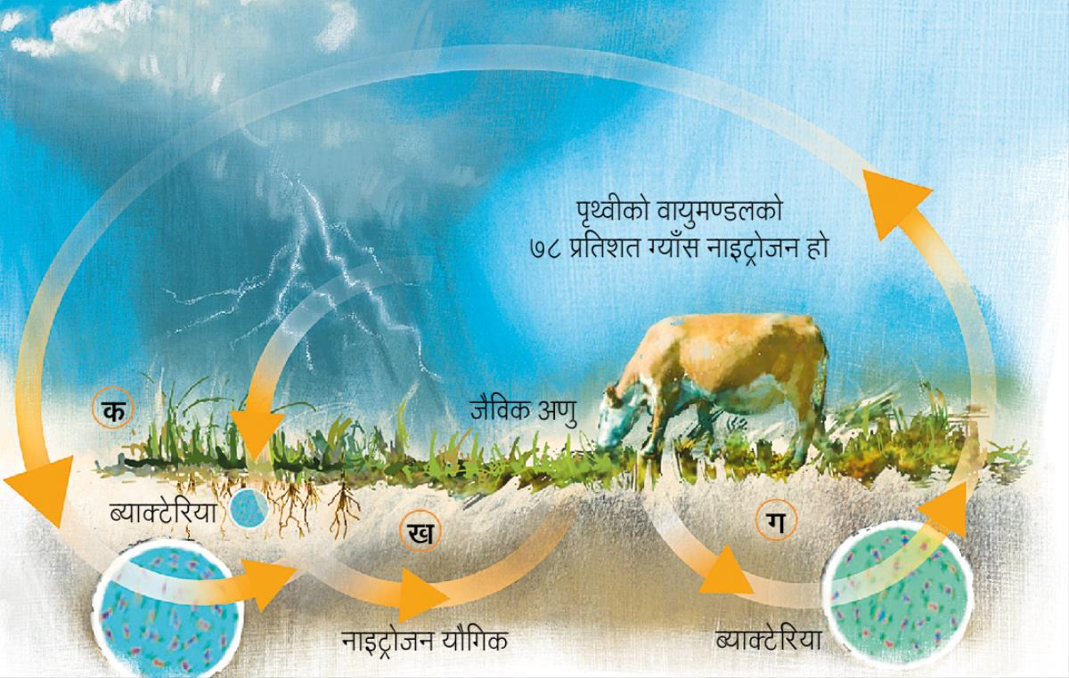 नाइट्रोजन चक्र