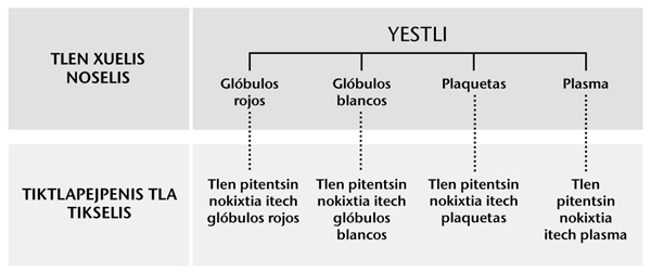 Yestli, nokixtia itech naui tlen ika tlayekchiujtli niman tlen pitentsin nokixtia.
