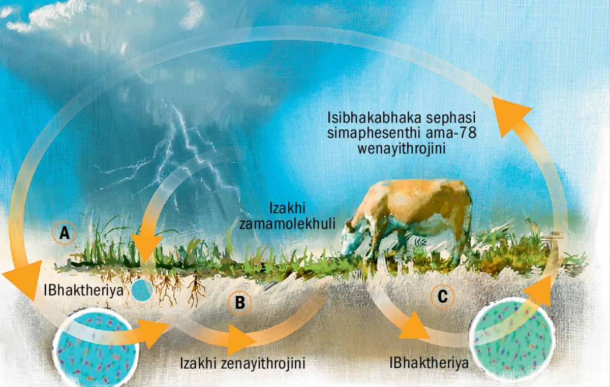 The nitrogen cycle