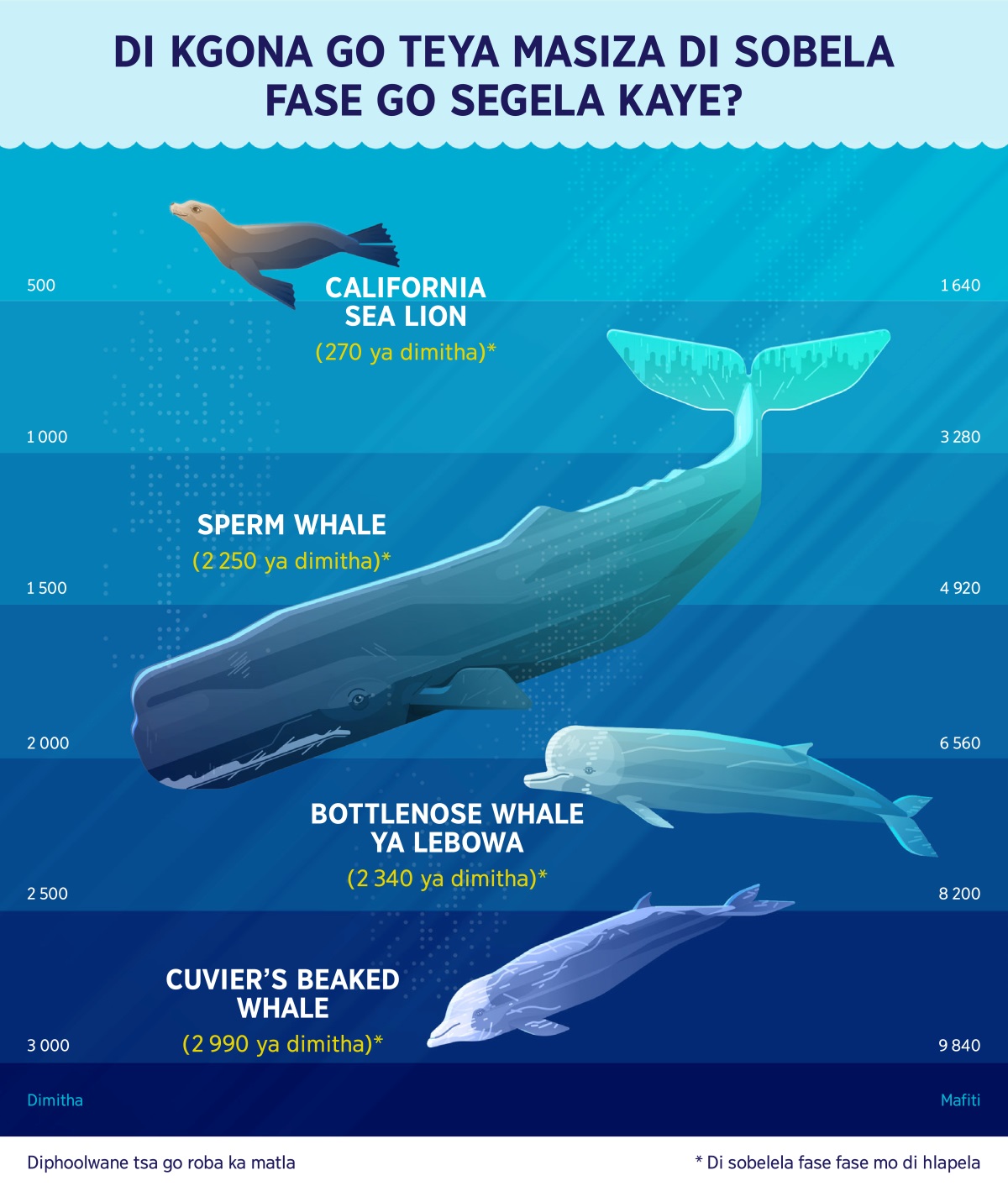 Sethombhe sa go šupetsa kanne ya diphoolwane tsa go dula meetšing tsa gore di kgona go hlapela di sobela ku fase fase. 1. California sea lion: 270 ya dimitha. 2. Sperm whale: 2 250 ya dimitha 3. Bottlenose whale ya Lebowa: 2 340 ya dimitha. 4. Cuvier’s beaked whale: 2 990 ya dimitha.