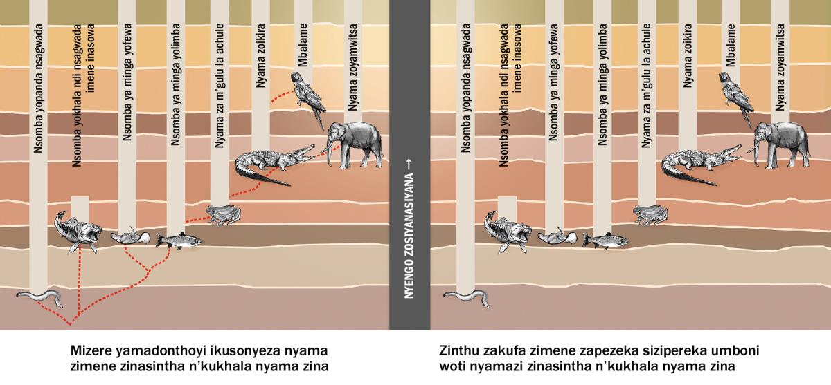 Chithunzi chikusonyeza nyama zimene zinasintha n’kukhala nyama zina