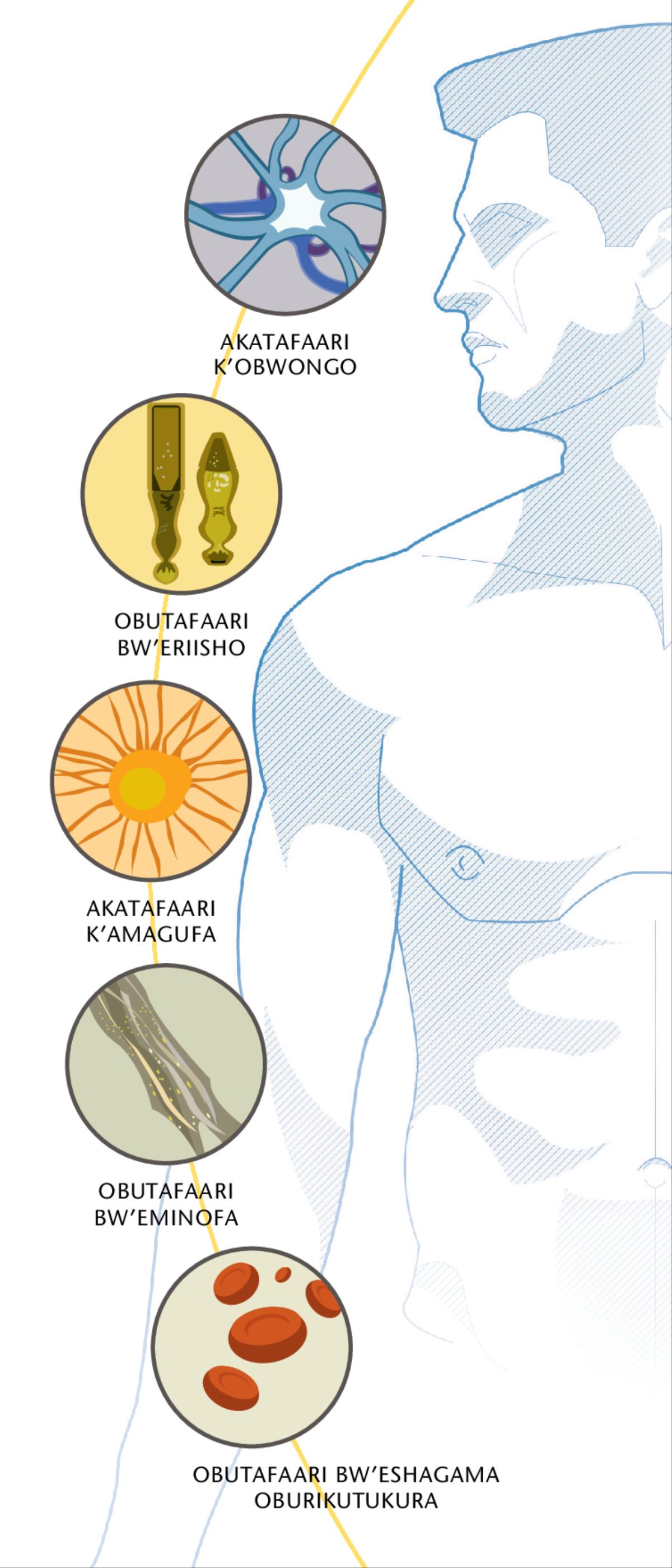 Akatafaari k’obwongo, obutafaari bw’eriisho, akatafaari k’amagufa, obutafaari bw’eminofa, n’obutafaari k’eshagama akarikutukura