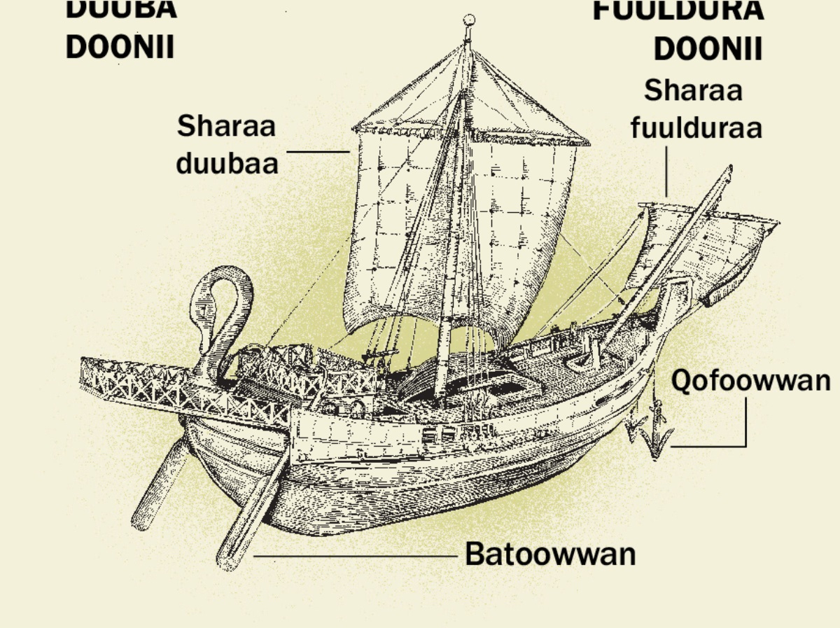 Doonii durii fi kutaaleesaa arfan, duubaa gara fuulduraatti. 1. Batoo. 2. Sharaa guddaa. 3. Qofoo doonii. 4. Sharaa fuulduraa.