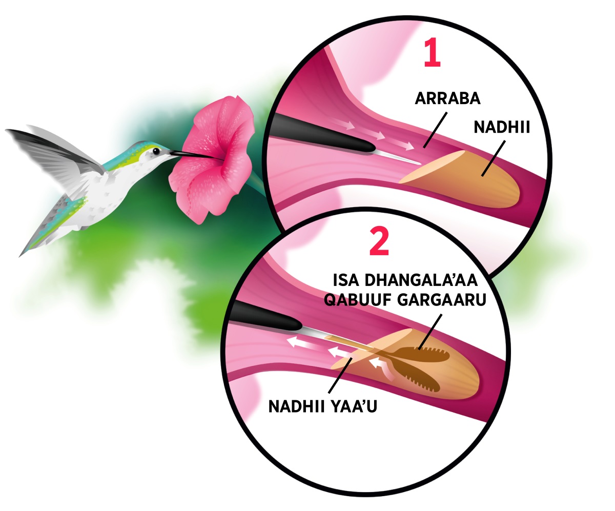 Suuraawwan: Simbirri Haamiingibard nadhii abaaboo yommuu dhugu. Suuraawwan keessa jiran: 1. Arrabni isaa nadhii abaaboo keessa yommuu seenu. 2. Fiixeewwan lamaan arraba isaa nadhii qabatanii yommuu ol deebiʼan.