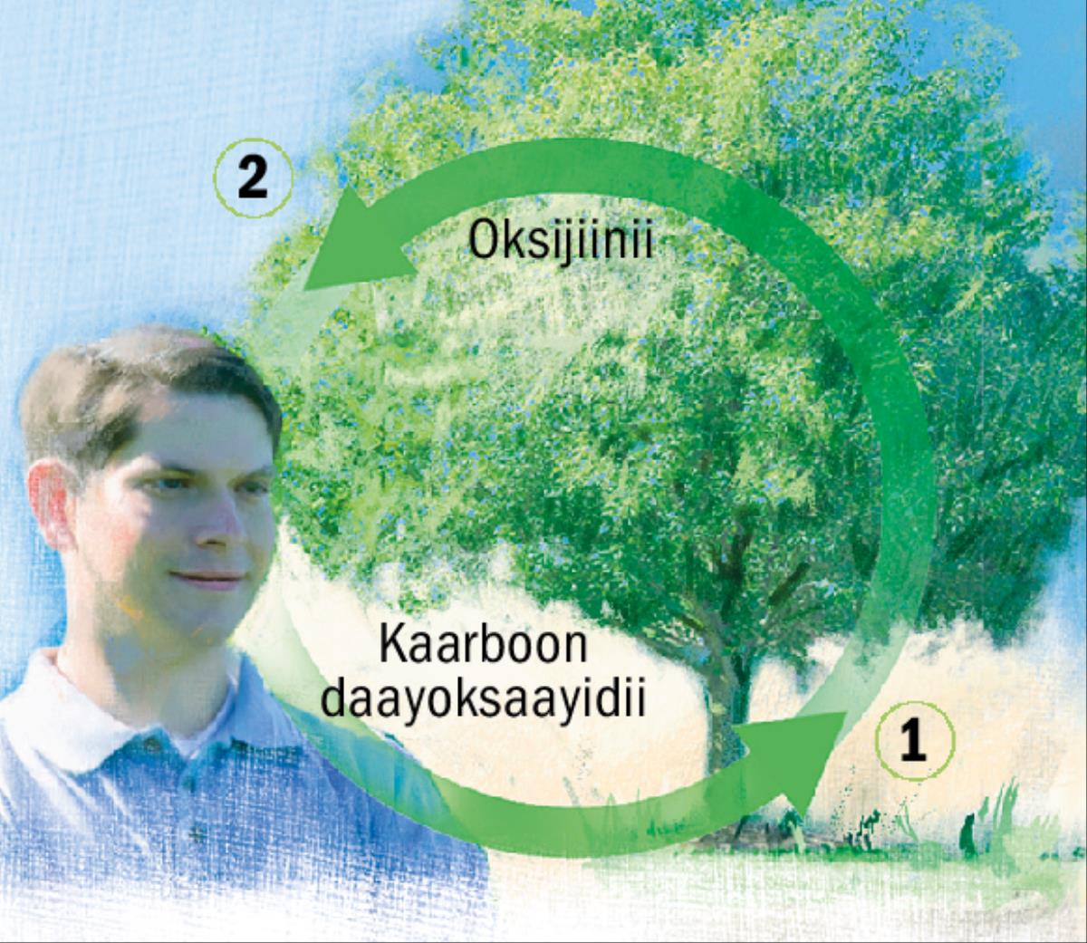 Marsaa kaarboon daayoksaayidii fi oksiijiinii