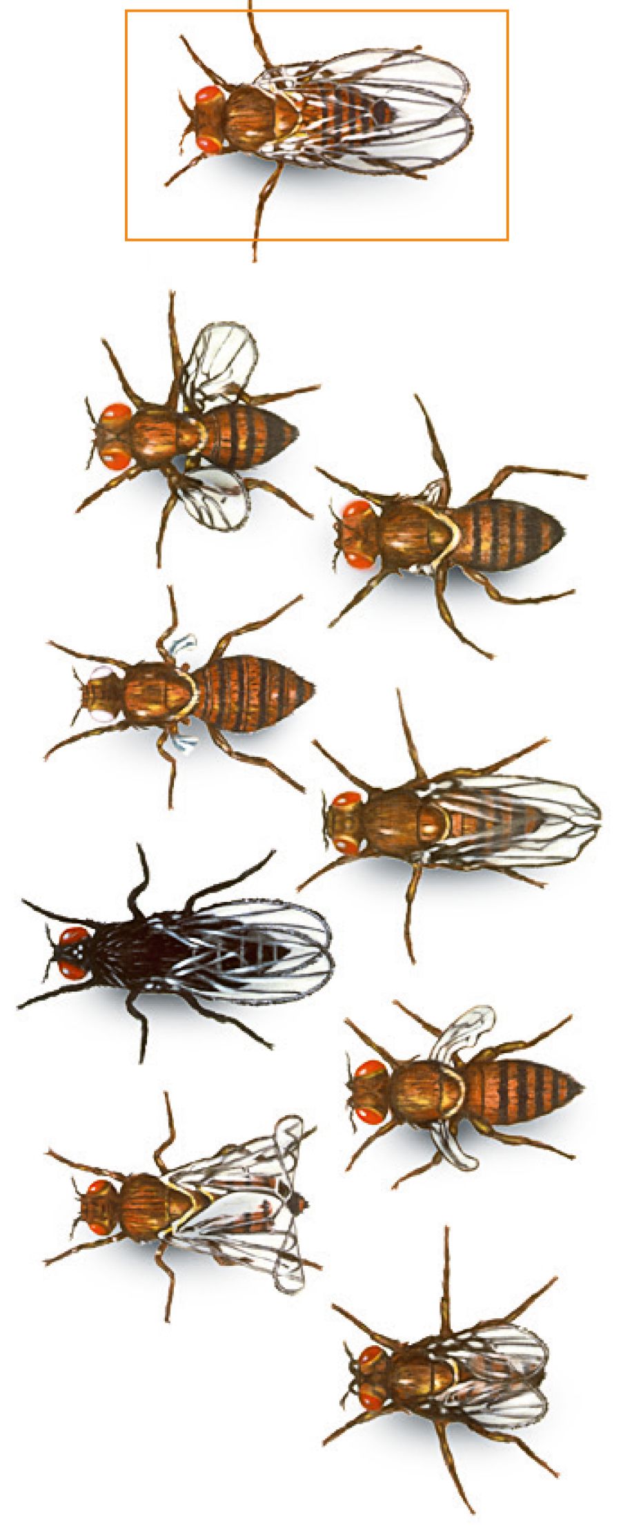 Titiisa fruit fly jedhamuu fi jiinii isaa irratti jijjiiramni godhame