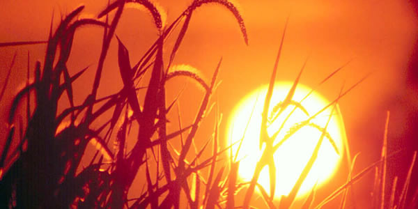 The powerful sun