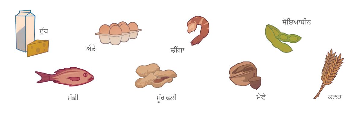 ਦੁੱਧ, ਅੰਡੇ, ਝੀਂਗਾ, ਸੋਇਆਬੀਨ, ਮੱਛੀ, ਮੂੰਗਫਲੀ, ਮੇਵੇ ਤੇ ਕਣਕ