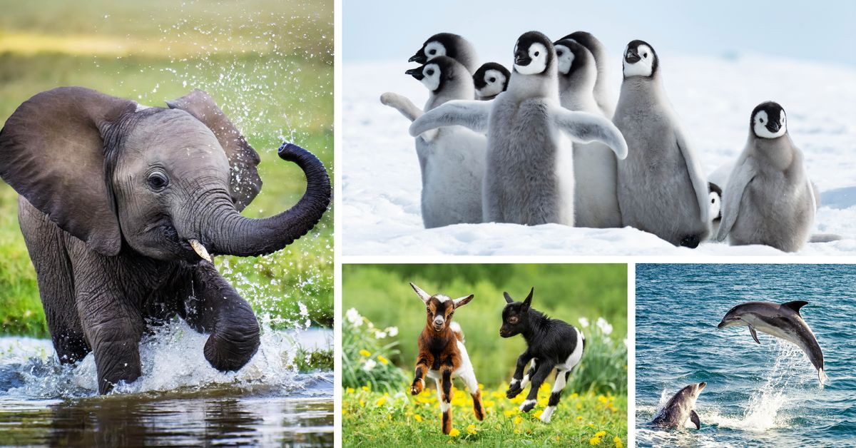 Kilel kan: Mwomwen ekei mahn akan kin mwadong. 1. Kisin elipant men tangseli nan pihl. 2. Kisin penguin kei alialu nan sinoh. 3. Kisin kuht kei tang oh lusseli nan mwaht ehu. 4. Laidenki kei lusda sang nansed.