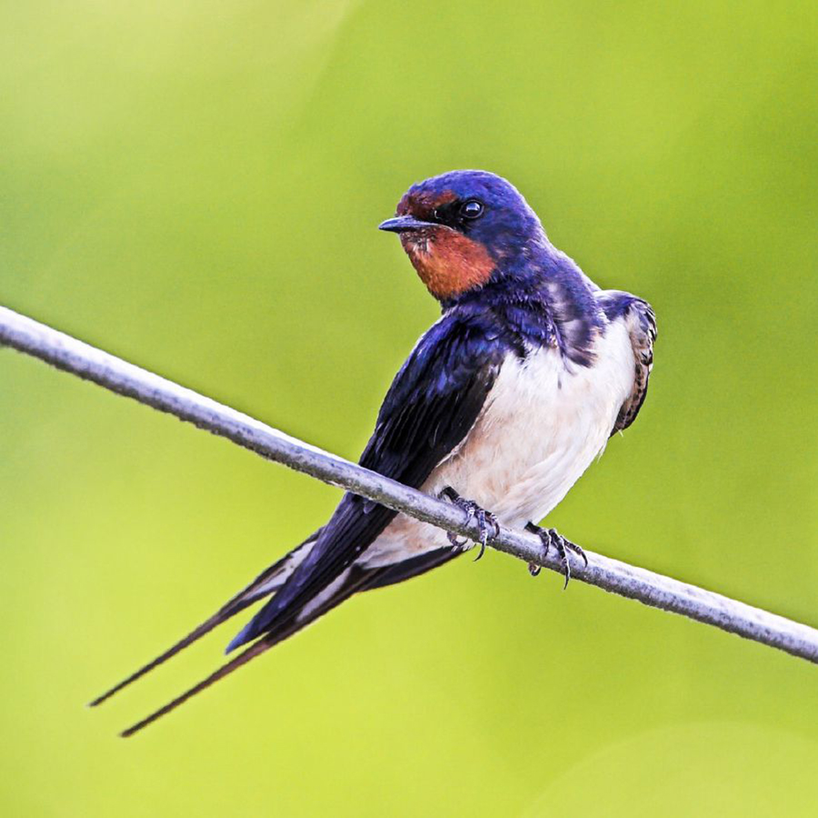 Swallow men