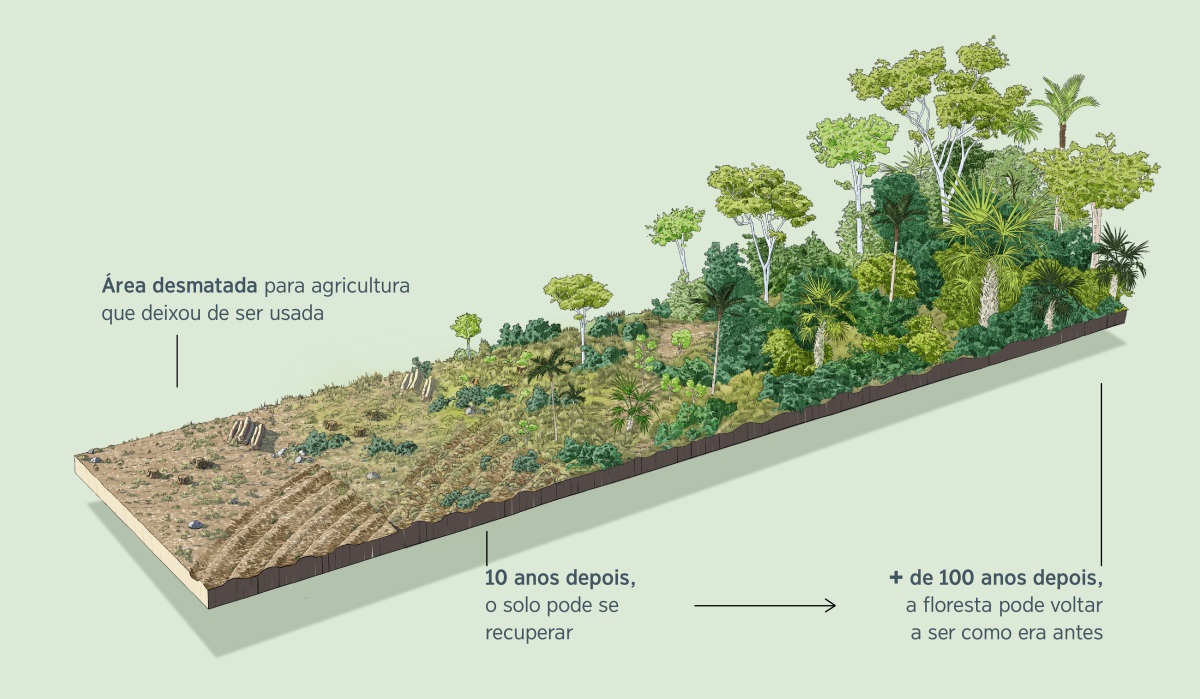 Uma imagem mostrando uma área desmatada para agricultura que deixou de ser usada. Dez anos depois, o solo pode se recuperar. Cem anos depois ou mais, a floresta pode se recuperar totalmente.