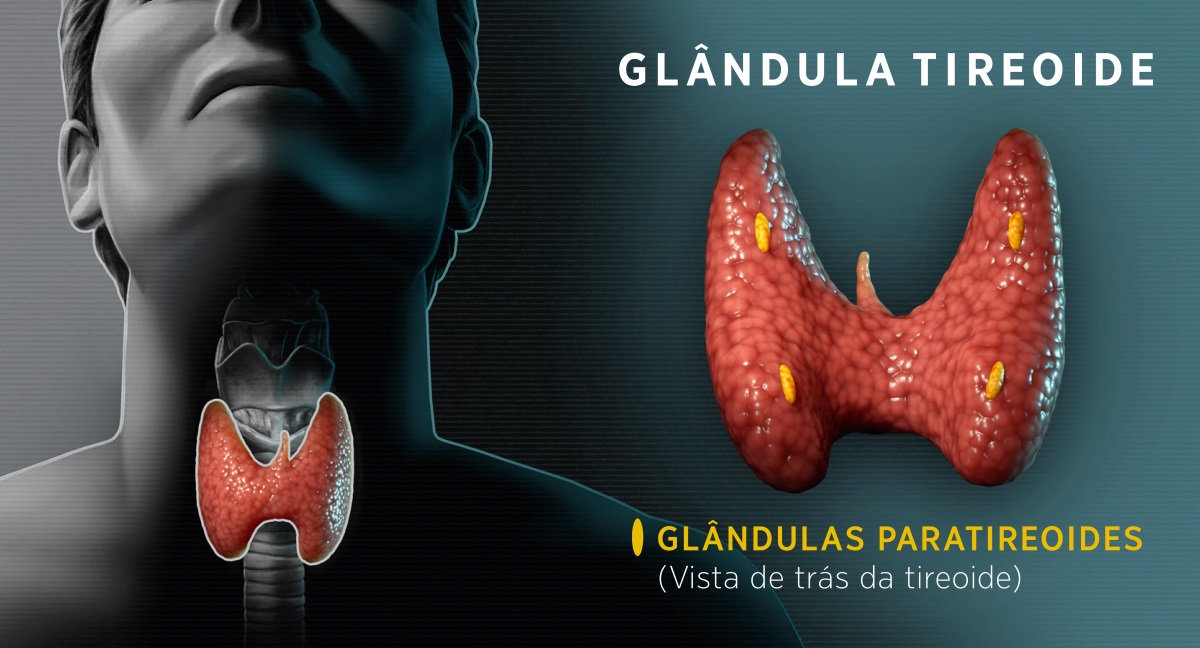 Conjunto de imagens mostrando a glândula tireoide: 1. Uma imagem frontal mostrando a localização da tireoide no pescoço. 2. Uma imagem da parte de trás da tireoide mostrando as glândulas paratireoides.