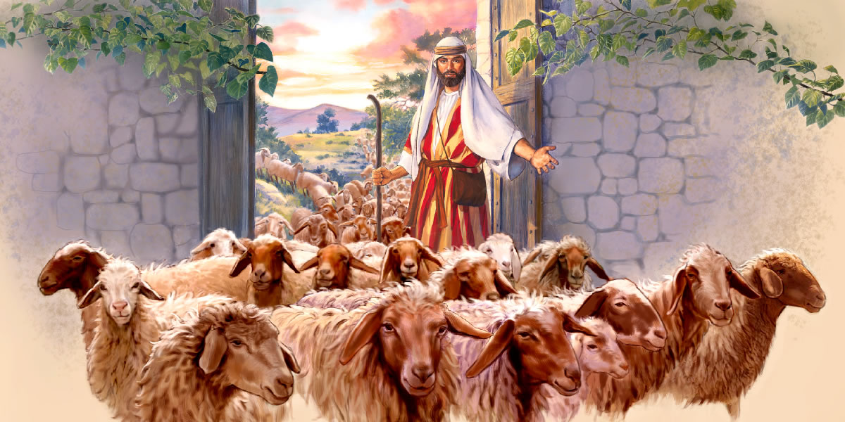 Pastor abre a porta e um grande rebanho de ovelhas entra no aprisco