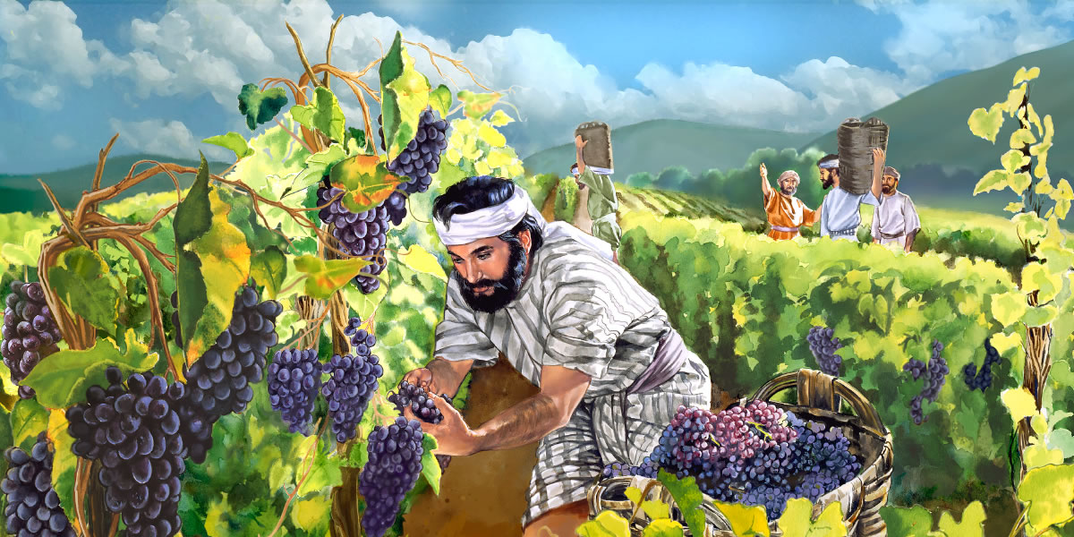 Homens trabalham num vinhedo