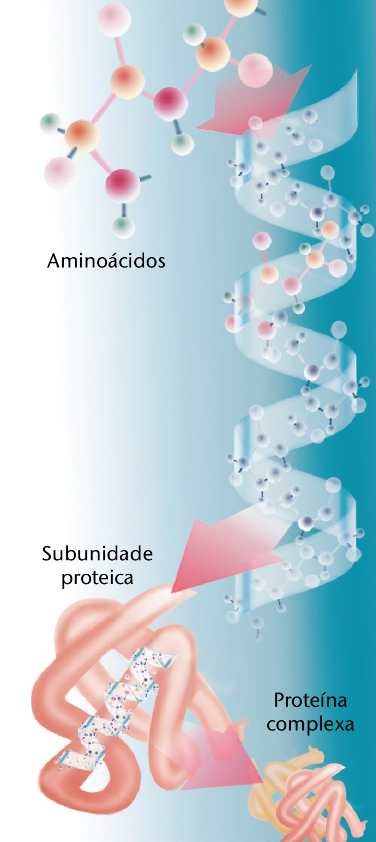 Partes de uma proteína típica