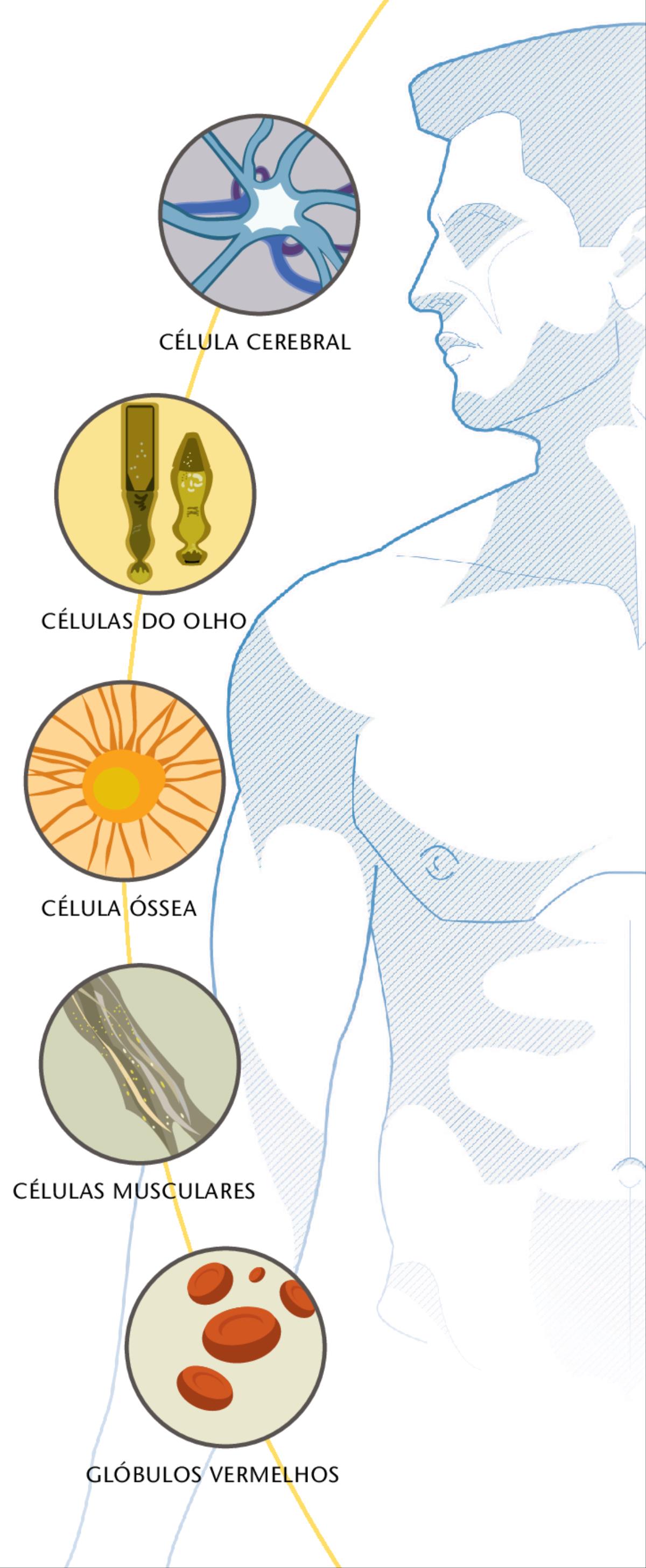 Célula cerebral, células do olho, célula óssea, células musculares, glóbulos vermelhos