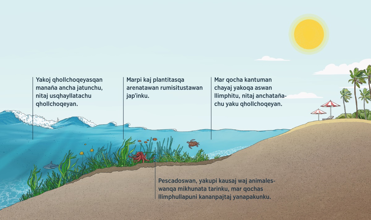 Yakoj qhollchoqeasqan mar kantuman pisillaña chayashan. Yaku ukhupi kaj plantitas, animalitos ima rikukushan. Yakoj qhollchoqeasqan mar kantuman chayasqanman jina, yaku ukhupi plantasqa qhollchoqeasqanta pisiyachin, arenatataj kikinpi japʼin. Pescados, waj animalespis plantitas tiyan chaypi kausakunku. Mar qocha kantuman chayaj yakoqa aswan llimphitu, nitaj anchatañachu yaku qhollchoqeyan.