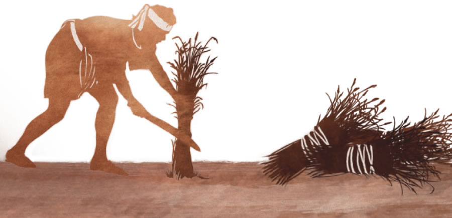 Mana allin qorata wataspan huñushan