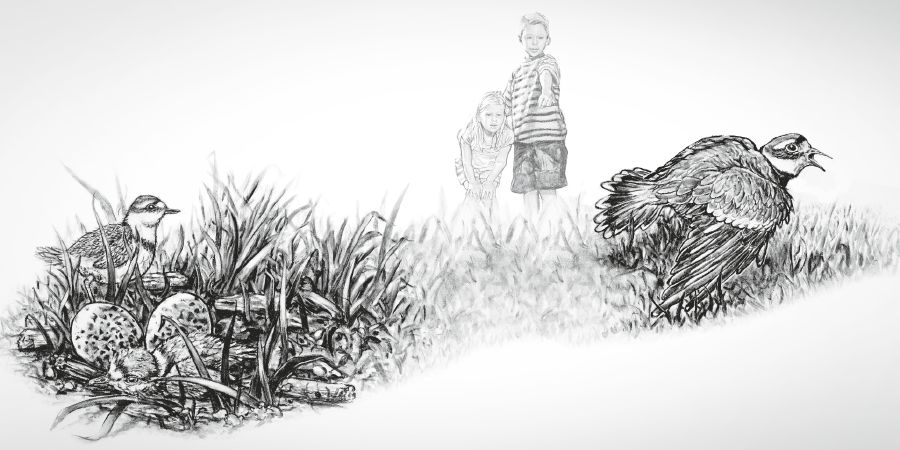 Juj urpicha chiuchinkunata cuidananpaq k’irisqa kashanmanpas jina purishan