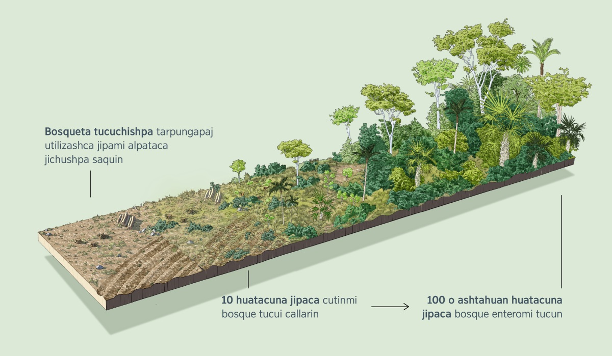 Bosqueta tucuchishpa tarpungapaj utilizashca jipami, cai alpataca jichushpa saquishcatami cai dibujopica ricuchijun. 10 huatacuna jipaca cutinmi bosque tucui callarin. 100 o ashtahuan huatacuna jipaca bosque enteromi tucui ushan.