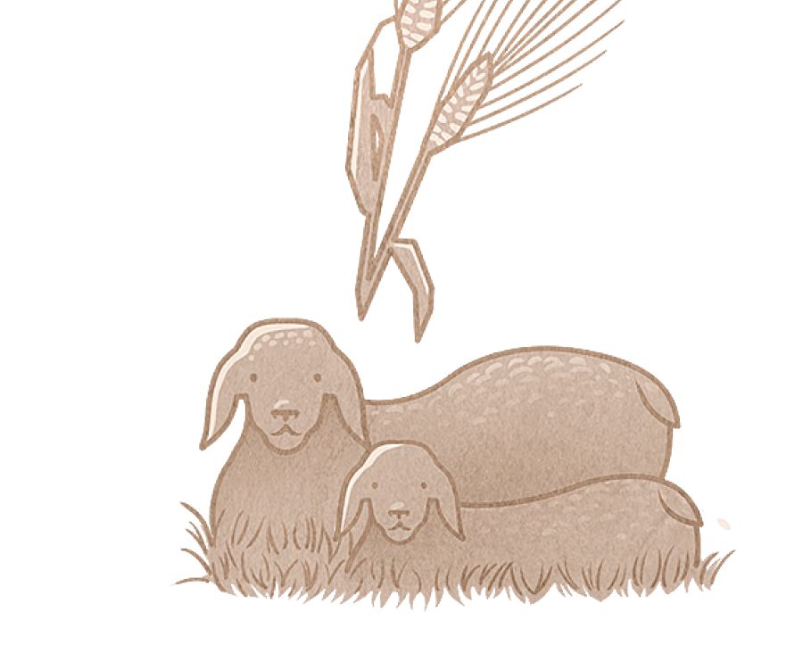 Punda fucushca granocuna, punda huacharishca jari llamagu