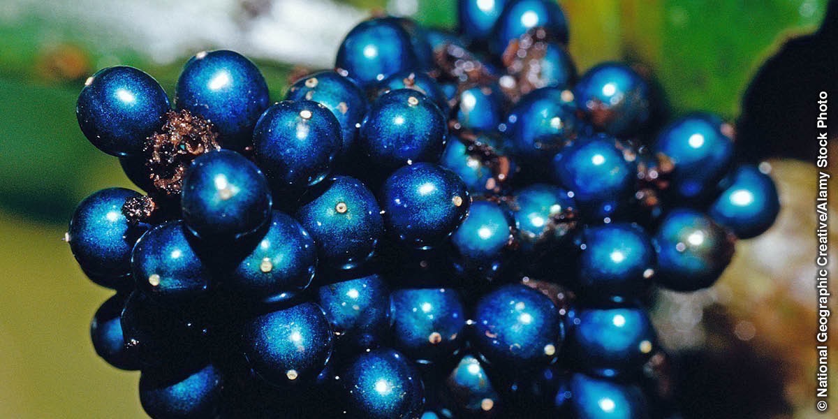 Африканская ягода (Pollia condensata)