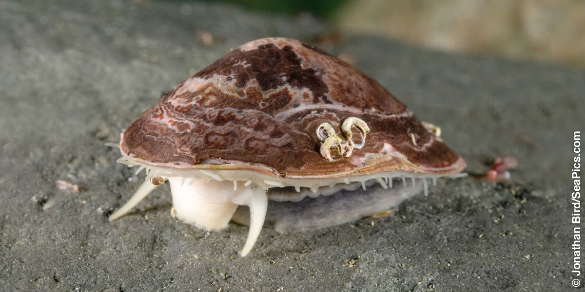 Морское блюдечко